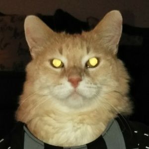 Meet your Posher, Jesus